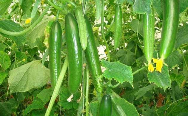 اصناف الخيار المسجلة 